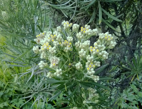 bunga edelweis