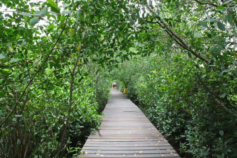 hutan-mangrove-wonorejo