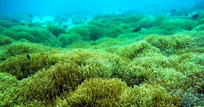 menjangan-coral