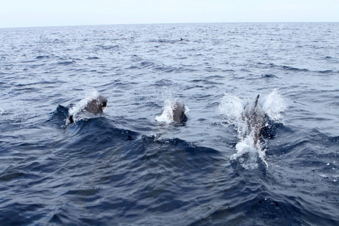 lumba-lumba derawan